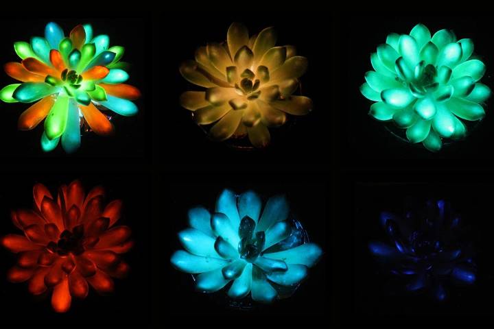 Glow-in-the-Dark Succulents Created by Scientists Shine in Multiple Colors