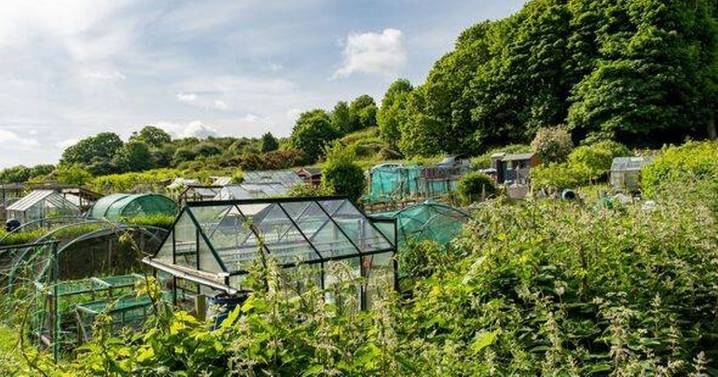 Angela Rayner gives councils green light to sell off allotments in 'kick in teeth' to Brits