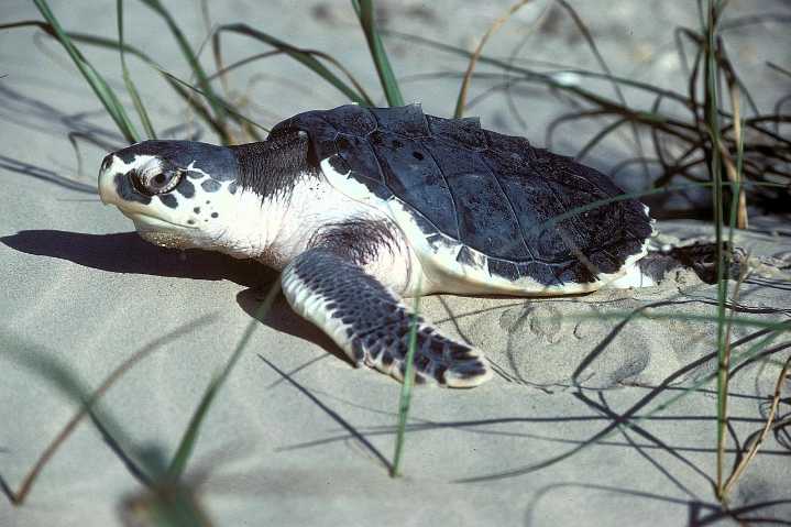 Aquarium releases 5 sea turtles at Folly Beach