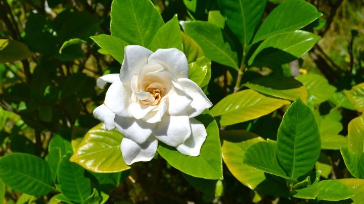 Make your yard smell amazing — garden experts say these are the only 9 plants you need