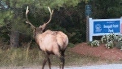 How elk teeth, trail cameras will help DNR survey Michigan elk herd
