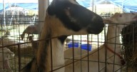 Family Fun, Food, and Thrills Await at Winnebago County Fair