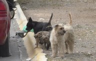 Plantean que Ambiente arrope a Control Canino; ya no sería de Salud Pública