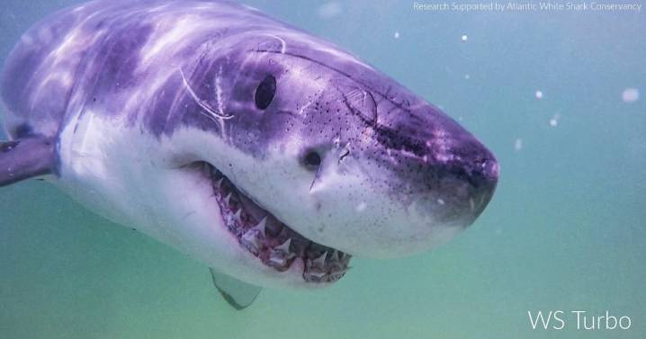 Great white sharks headed north along Atlantic coast