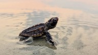 Tracking sea turtles is a long, slow process that just might keep them alive