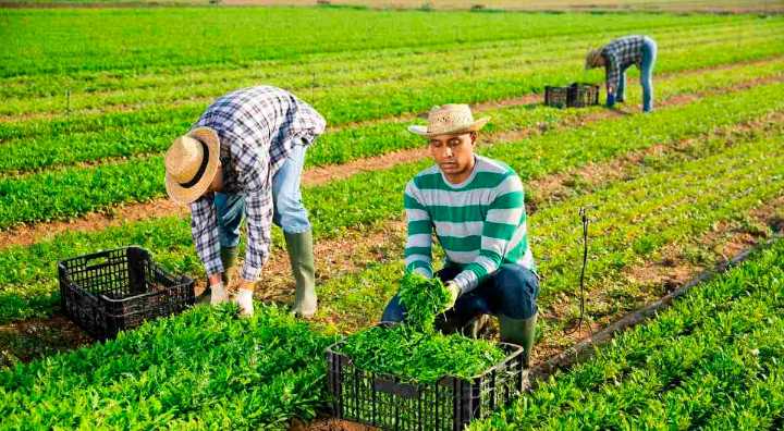 BUENAS NOTICIAS INMIGRANTES | Un estado de EE.UU. BUSCA PERSONAS para trabajar en el campo y con EXCELENTE PAGA