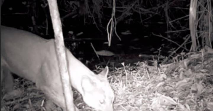 En zona protegida del corregimiento Manzanillo, de Itagüí, vieron por primera vez a un puma