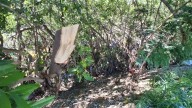 Tala de mangle en Villa Galaxia fue hecha por un particular, pasan denuncia a Profepa