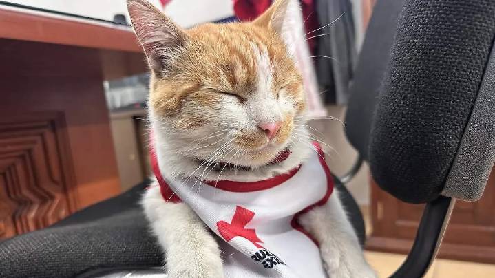 Cruzberto, el gato de la Cruz Roja en Toluca, te invita a una jornada solidaria para mascotas sin hogar