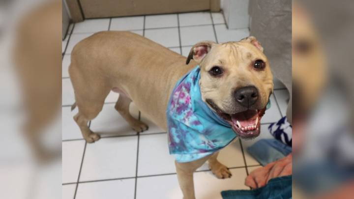 Abandoned New Jersey Dog Returns To Shelter Where She Was Born, But Her Story Isn’t Over