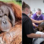 Phoenix Zoo orangutan undergoes 2nd surgery for extremely rare form of cancer