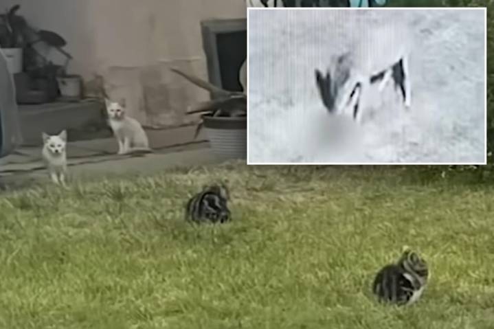 'Zombie' cats invade Los Angeles neighborhood