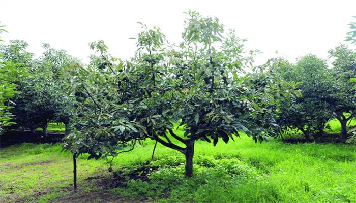 Edomex consolida su liderazgo en producción de aguacate