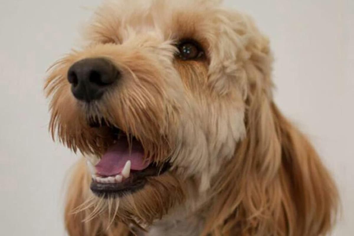 City firms offer ‘bring your dog’ and cookies as perks to lure workers back to office