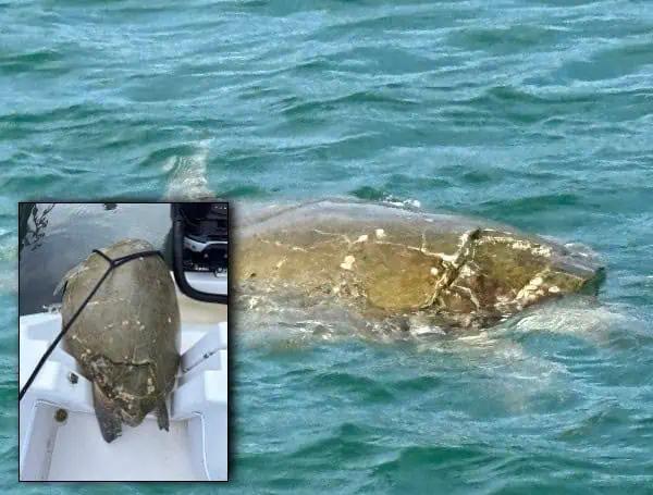 Teamwork Saves The Day: Injured Sea Turtle Rescued By Florida Marine Unit, Good Samaritans