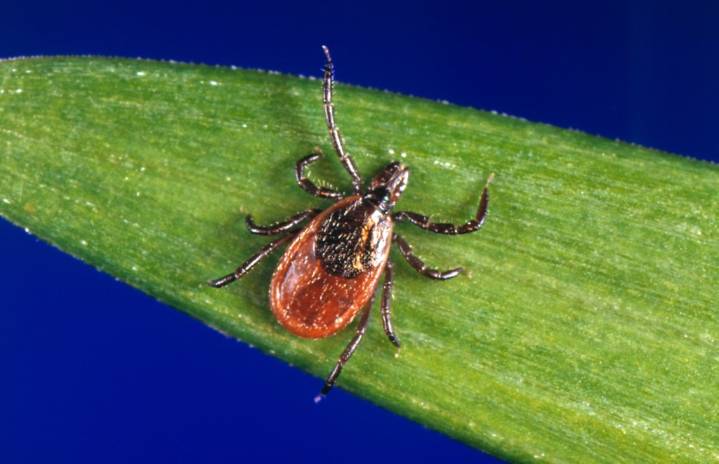 Yes, you can catch Lyme disease in California