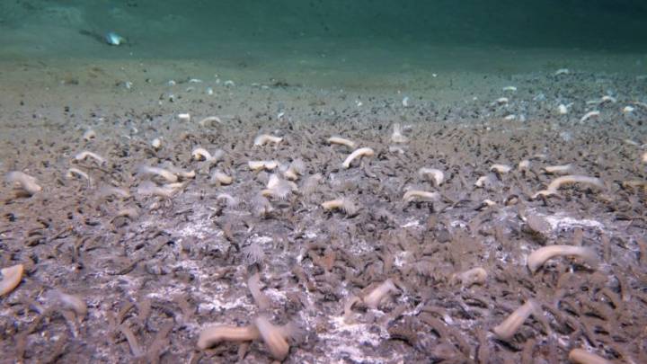 Científicos descubren un asombroso ecosistema en el océano profundo entre Rusia y Alaska