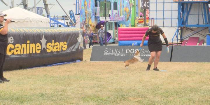 Catch the ‘Canine Stars Stunt Show’ at the Nebraska State Fair