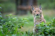 Does Northumberland really want to see the return of lynx?