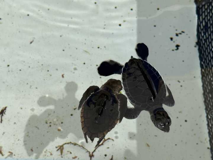 How Hurricane Erin can affect sea turtle nests and hatchlings