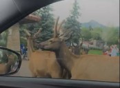 Watch viral video: Herd of elk surround car at stoplight in Estes Park