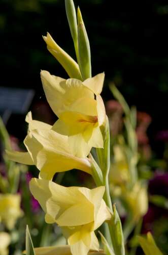 Tips for growing gladioli and lawn seeding in late summer
