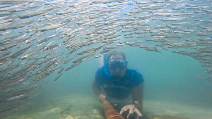 What to know about snorkeling conditions along Texas coast