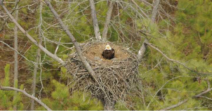Bald eagle population in Eastern Kentucky grows 20%, say officials