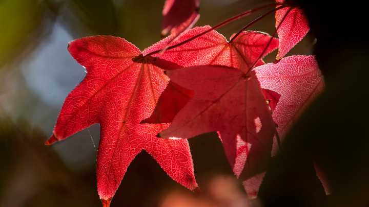 When will Ohio leaves start changing colors? 🍂