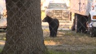 Florida’s first black bear hunt in a decade approved despite strong opposition