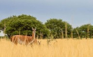 El bosque oculto de La Pampa que es ideal para una escapada