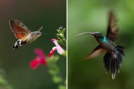 Rarely Seen Hummingbird Moth Spotted in Evansville