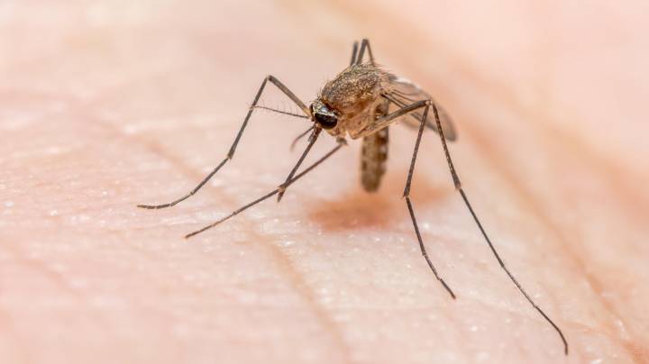 Woman Diagnosed with Malaria in Washington May Be State's First Locally Acquired Case