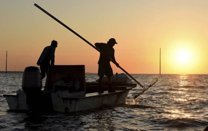 Florida wildlife officials consider reopening bay nationally known for its oysters
