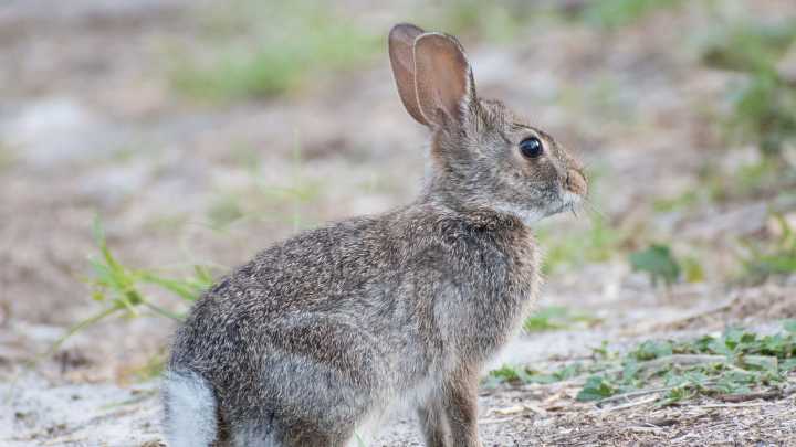 Colorado rabbits with tentacles? Florida;' reported rabbit diseases