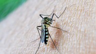 Mueren cinco personas en Italia a causa del virus del Nilo: ya son 27 personas fallecidas