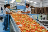 México fija precios mínimos de exportación para el tomate fresco tras investigación de EU