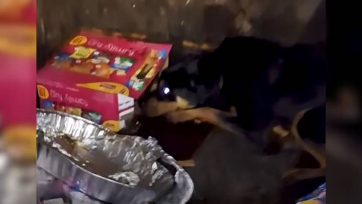 Deeply Scared Dog Abandoned In Dumpster Didn't Move Until Texas Rescuers Arrived