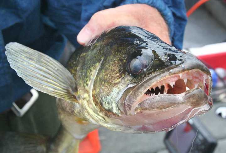 Mille Lacs Lake walleye limit increases from 2 to 3 on Aug. 23