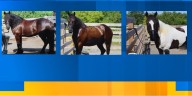 Knoxville Police adding three horses to Mounted Patrol Unit