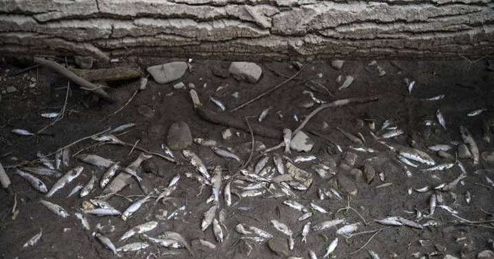 Dead fish and low water: Lolo Creek is experiencing 'climate weirding'