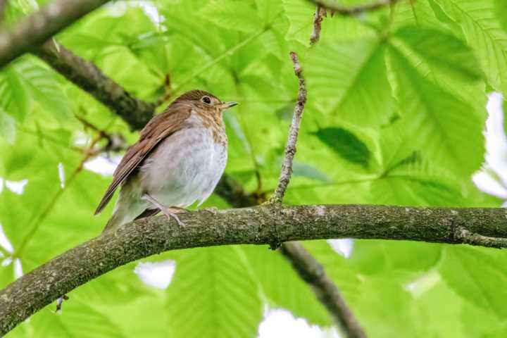 Inside the perilous journey of a familiar Northwest summer bird