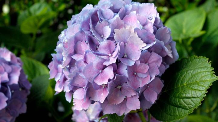 La planta de hermosas flores que le dará un toque primaveral a tu jardín