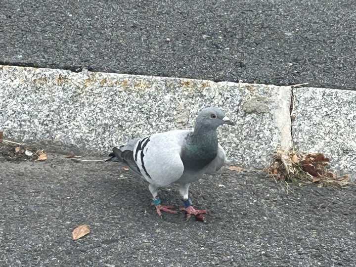 A pigeon is picked up by police, an officer pokes an alligator, and a front