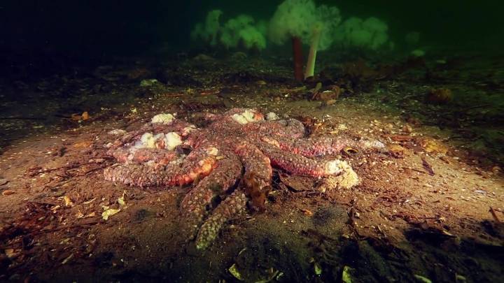 UW researchers help reveal cause of Sea Star Wasting Disease