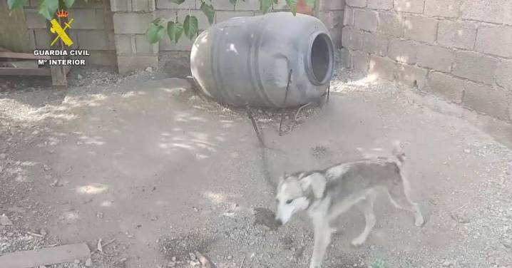 Investigan a un hombre y una mujer por maltratar a 17 perros y 10 équidos en una finca de la provincia de Granada