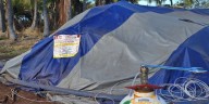 CRBs eliminated after breeding site fumigation on West Hawaii Island