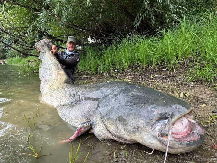 IMPACTANTES FOTOS: El bagre gigante que fue capturado por un pescador y se volvió viral