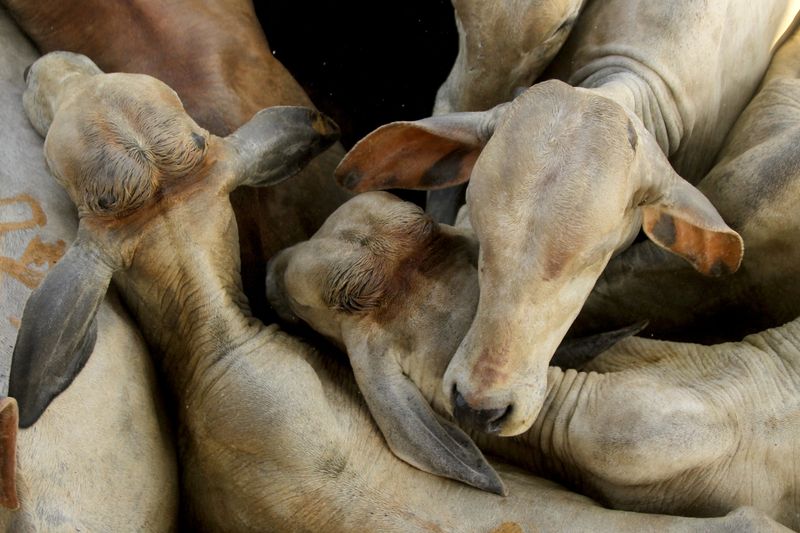 Brazil probes JBS, other beefpackers for buying cattle from deforested land