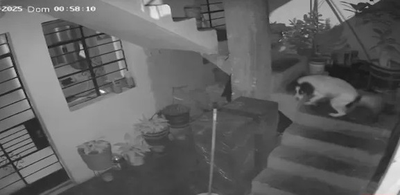 Perrita heroína apaga cartucho de dinamita lanzado por extorsionador
